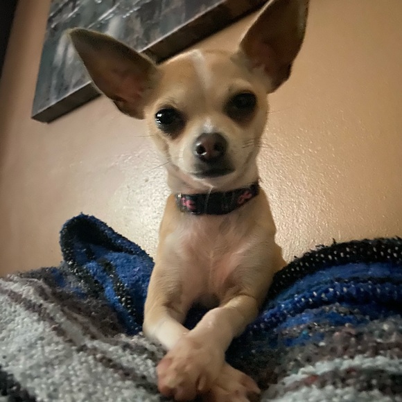 Meet your Posher, Jesse - Picture 1 of 1